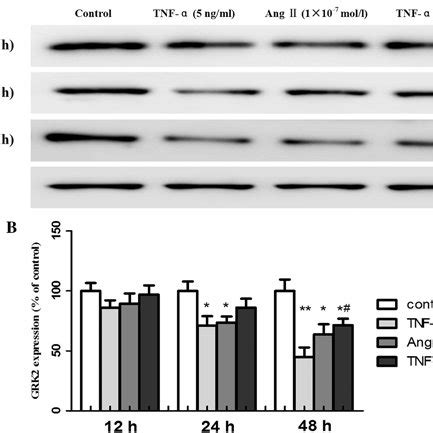 TNF α and Ang II modulate the expression of GRK2 in HepG2 cells a