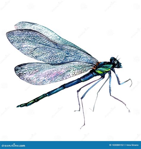 Watercolor Illustration of Green Dragonfly Stock Vector - Illustration of watercolor, painting ...