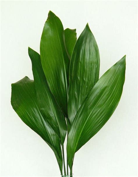 Aspidistra Leaves Simple Wedding Flowers Wedding Flowers Sunflowers