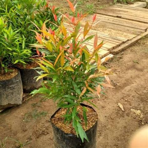 jual pucuk merah  shopee indonesia