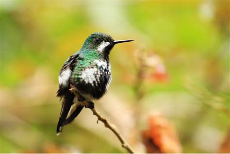 7 Species of Blue Hummingbirds in North America (Inc. Awesome Photos)