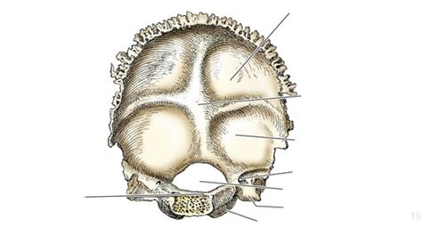 Anatomy Diagram Interior Occipital Bone Diagram Quizlet