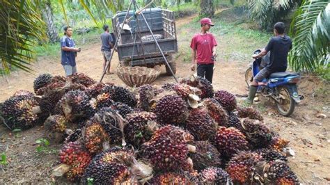 Harga Tbs Sawit Di Mukomuko Bengkulu Hari Ini Pabrik Alami Kenaikan