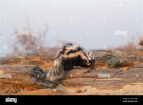 Striped Polecat Or African Polecat Ictonyx Striatus Captive Private