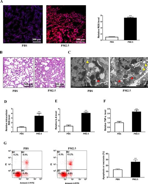 Pm Induced Oxidative Stress Inflammation And Apoptosis Or