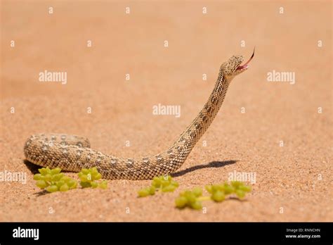 Peringuey S Adder Bitis Peringueyi Small Venomous Viper From Namib