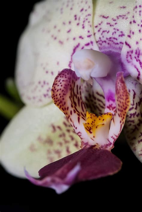 Orchid : r/macrophotography