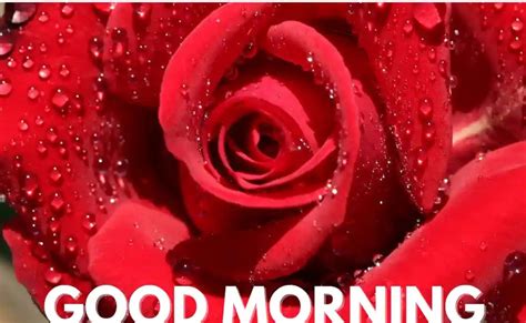 Good Morning Romantic Rose