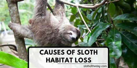 4 Causes of Sloth Habitat Loss In The Wild Sloth Image