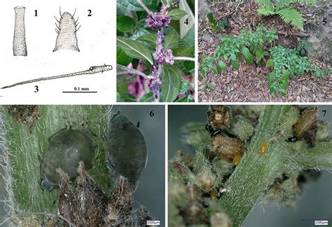 Four New Species Of Aphids Hemiptera Sternorrhyncha Aphididae For