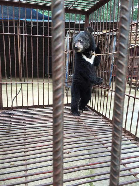 How Bears Are Trained For The Circus Peta