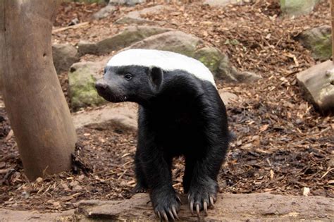 Honey Badger Animal Facts | Mellivora Capensis | AZ Animals