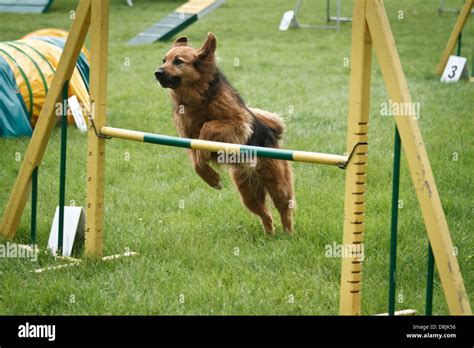 German Shepherd in agility competition Stock Photo - Alamy