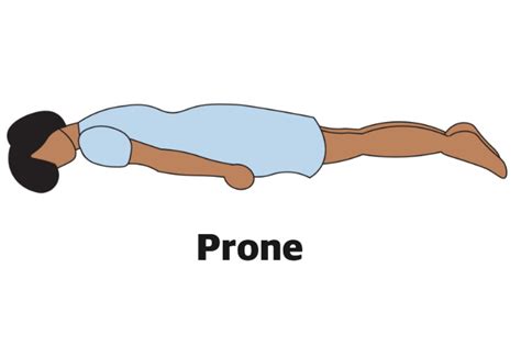 Anatomical Position Definitions And Illustrations