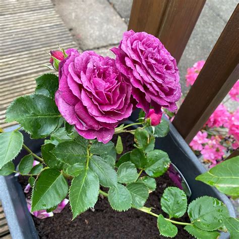 Rosa Ebb Tide Floribunda Rose Ebb Tide In Gardentags Plant