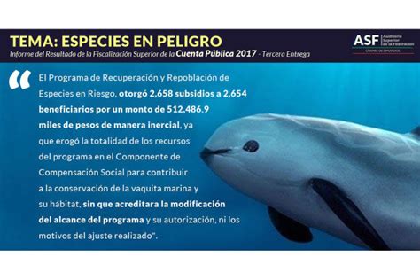 Hasta Recursos Para Salvar A La Vaquita Marina En Riesgo De Extinci N