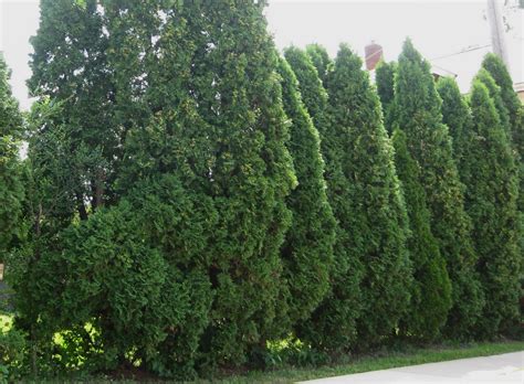 G a r d e n M o t h e r: American Arborvitae - Thuja orientalis