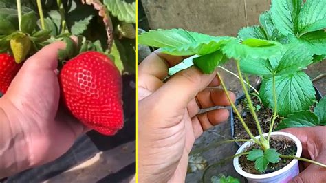 Cara Paling Cepat Perbanyakan Tanaman Strawberry Di Pekarangan Rumah