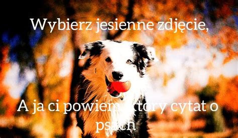 Wybierz Jesienne Zdj Cie A Ja Ci Powiem Kt Ry Cytat O Psach Zosta