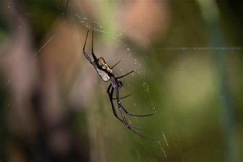 Hairy Golden Orb Weaving Spider From Clarens Conservancy FS South