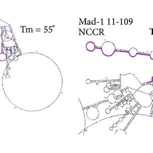 A Sequential Order Of Dna Sequence Alterations In Progression Of The