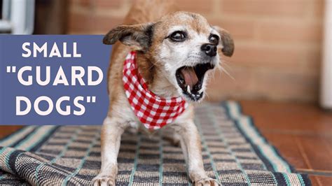 Best Small Guard Dogs 10 Protective Small Breeds Youtube