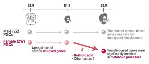 Researchers Study Sex Determination In Birds Using Primordial Germ