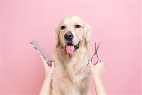 Why Dog Grooming is Important - Montgomery Veterinary Associates