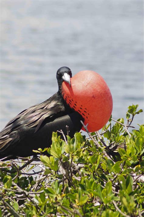 Magnificent Frigatebird: Conservation Takes Flight in Barbuda