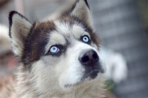 Arctic Malamute With Blue Eyes Muzzle Portrait Close Up This Is A