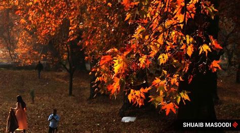 Red, yellow & orange: As Kashmir’s Chinar trees turn colours, tourists pour in | India News News ...