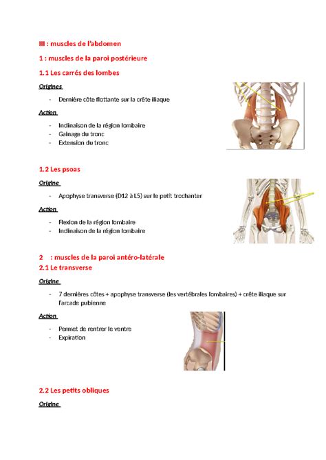 Muscle De L Abdomen III Muscles De Labdomen 1 Muscles De La