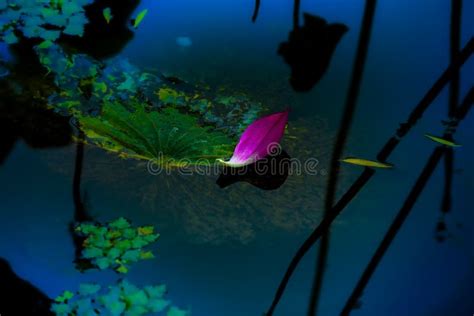 The Last Floating Pink Lotus Flower Petal Stock Photo Image Of