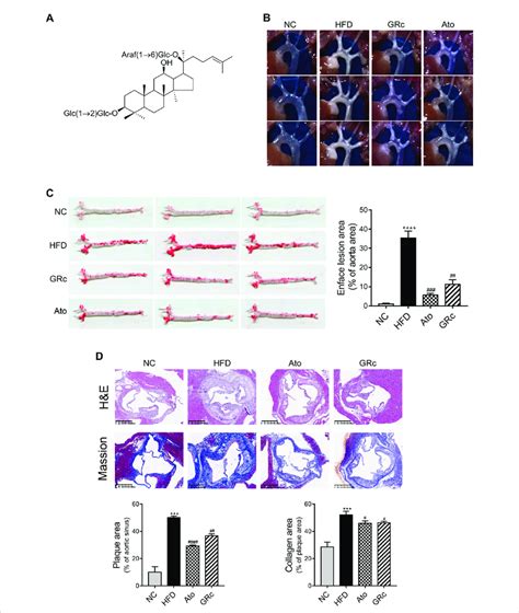 Grc Alleviated Atherosclerotic Lesions In Hfd Induced Apoe Mice N