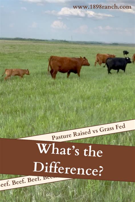 Pasture Raised Beef Vs Grass Fed Understanding The Meat