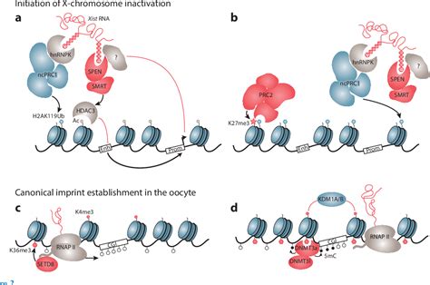 Table From Molecular Mechanisms Of Facultative Heterochromatin