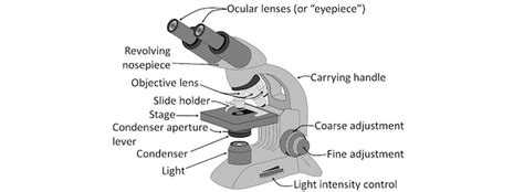 Microscope Part And Their Functions Ultimate Guide