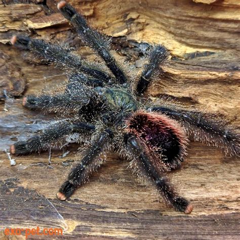 Avicularia Juruensis M2 Avicularia Sp Peru Purple