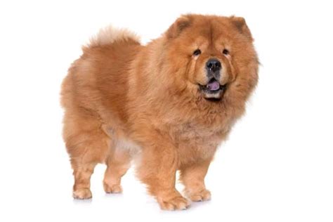 Do Khyi Rasseprofil Tibetdogge Tibet Mastiff