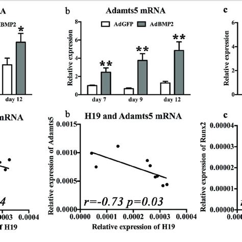 Silencing Of H19 Promoted Bone Morphogenetic Protein 2 BMP2 Induced