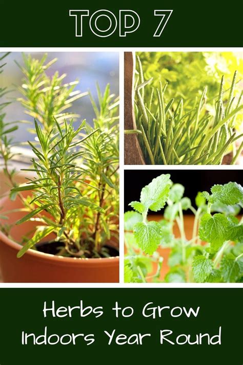 Top 7 Herbs To Grow Indoors Year Round Gardening Know Hows Blog