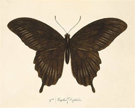 Black Butterfly Art Print Nature Print Natural History Art Antique ...