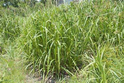 Scirpus Atrovirens Possibility Place