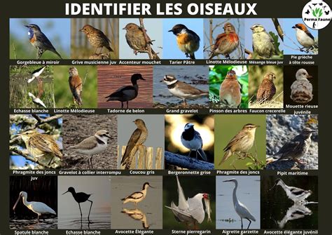 Identifier Les Oiseaux Bretagne Permafaune