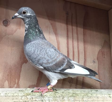 Recessive Opal Racing Pigeon Collection Racing Pigeons Pigeon