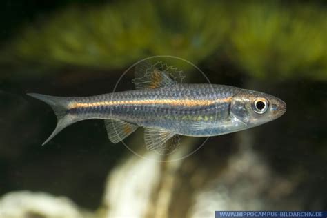 Notropis Chrosomus Alias Regenbogen Elritze Hippocampus Bildarchiv