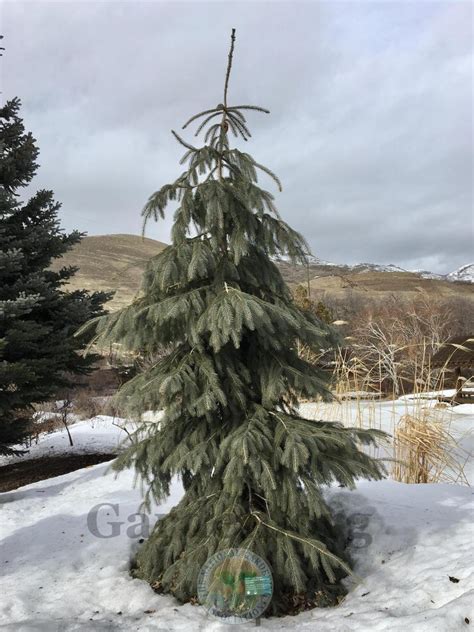 Photo Of The Winter Interest Of Engelmann Spruce Picea Engelmannii