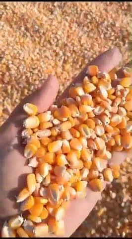 Mini Cam Agro Now Supplies Large Quantities Of Yellow Maize Please