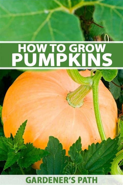 How To Grow Your Own Pumpkins Gardeners Path