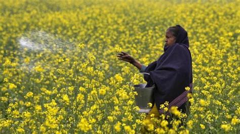 Take considered view on allowing GM mustard crop: SC to govt - india ...